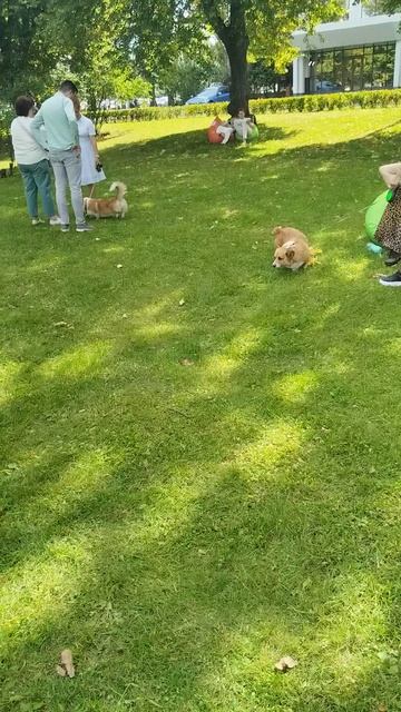 300 королевских хвостов на ВДНХ парад 30 августа (63) смотреть онлайн