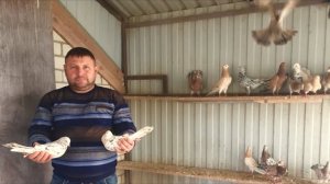 Бакинские Голуби Мраморные Много-Пёрые и Широкохвостые! В гостях у Павла Абакумова +79614616148.