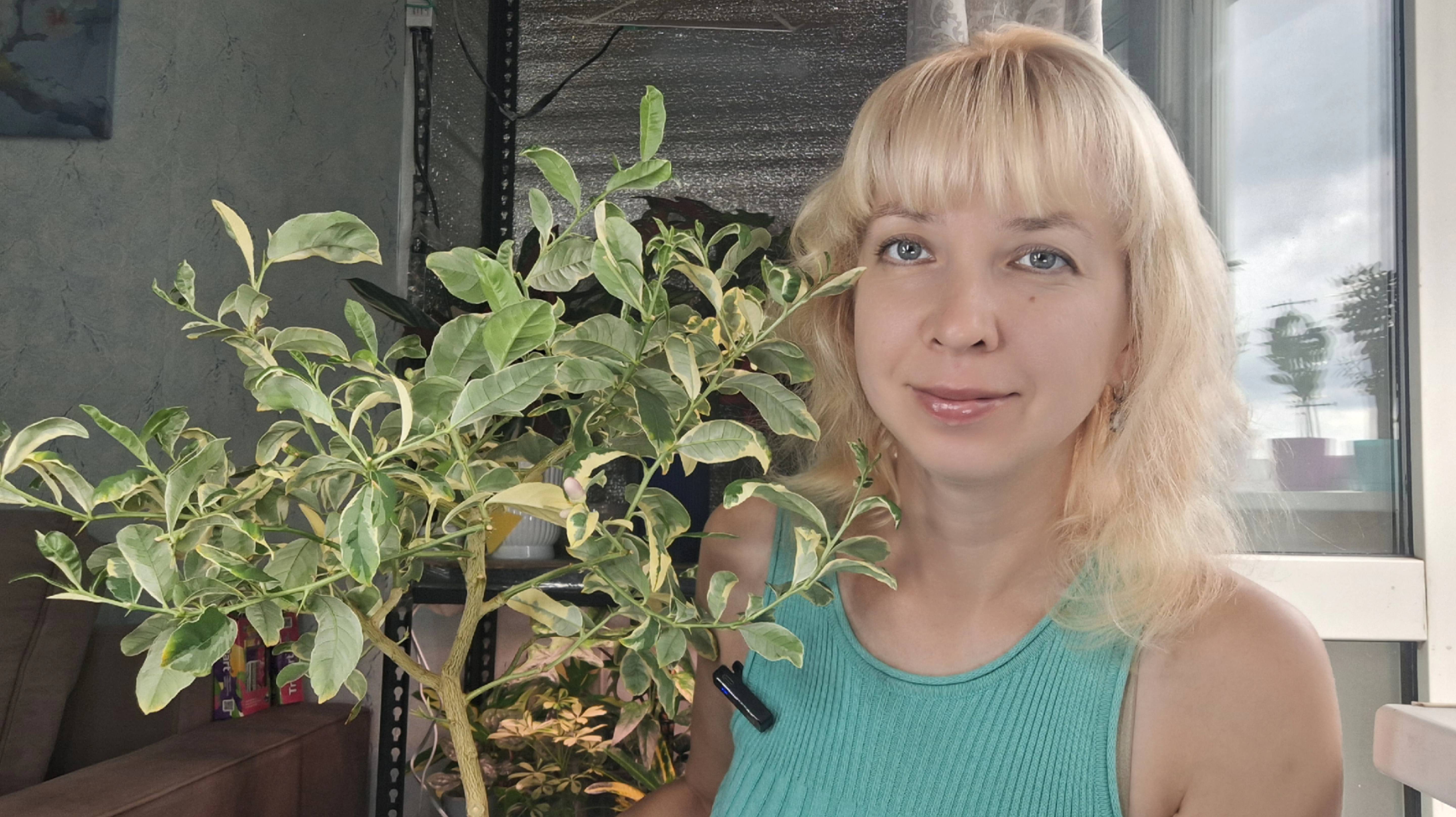 Цитрус на автополиве смотреть онлайн