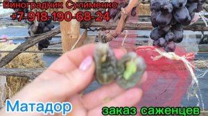 Матадор, Талдун.