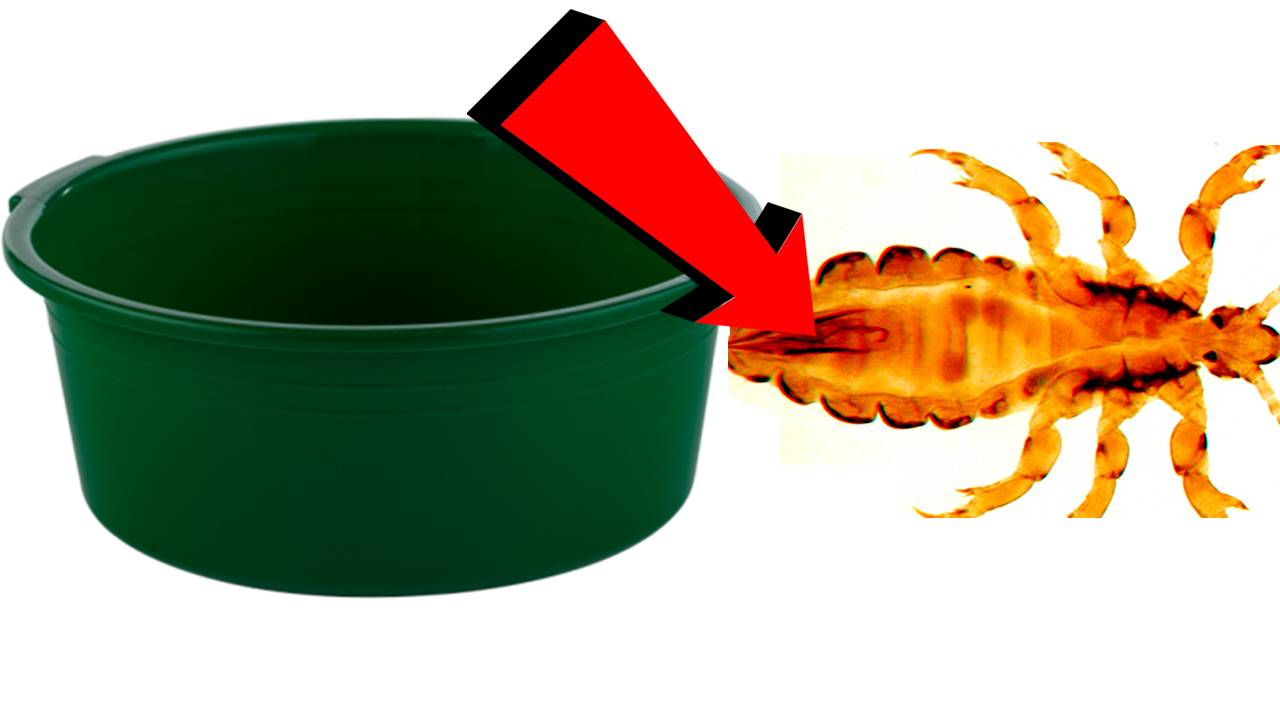 Как избавиться от вшей и гнид за 3 минуты! смотреть онлайн