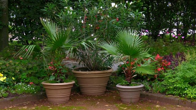 Дневник натуралиста: наблюдение за природой в средней полосе России Август 2025г