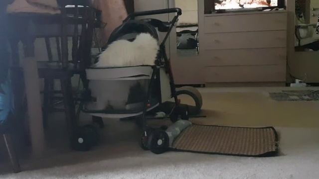 Леся и Сёма - Оборонительная точка Леси смотреть онлайн