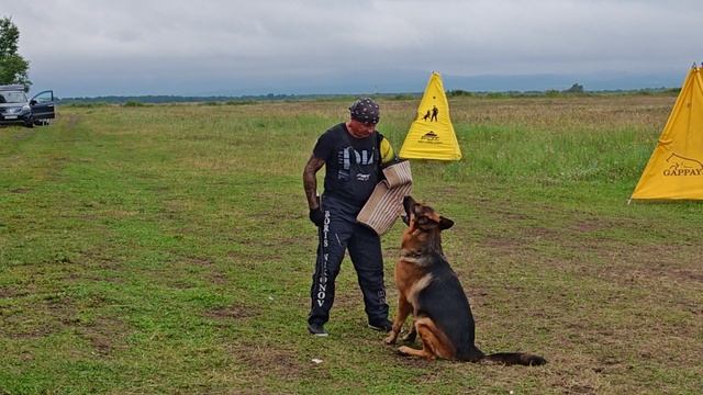 4.  выражено/перв SHVALBENNEST ZHETRELL (Orlando Gelezinis Vilkas – Shvalbennest Shiarra)