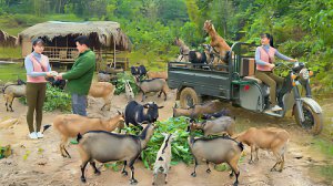 Перепродаю коз на сельском рынке. Жизнь во Вьетнаме