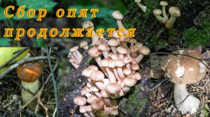 По грибы 2025! Волна опят продолжается. Много подосиновиков.