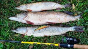 Три щуки на правильный воблер