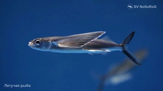 На какое расстояние могут планировать представители сем. Летучие рыбы (Flyingfishes) — Exocoetidae ?