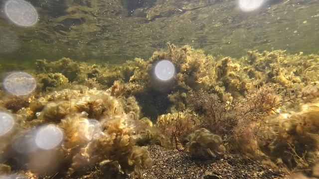 Мелководье Черного моря в августе. смотреть онлайн