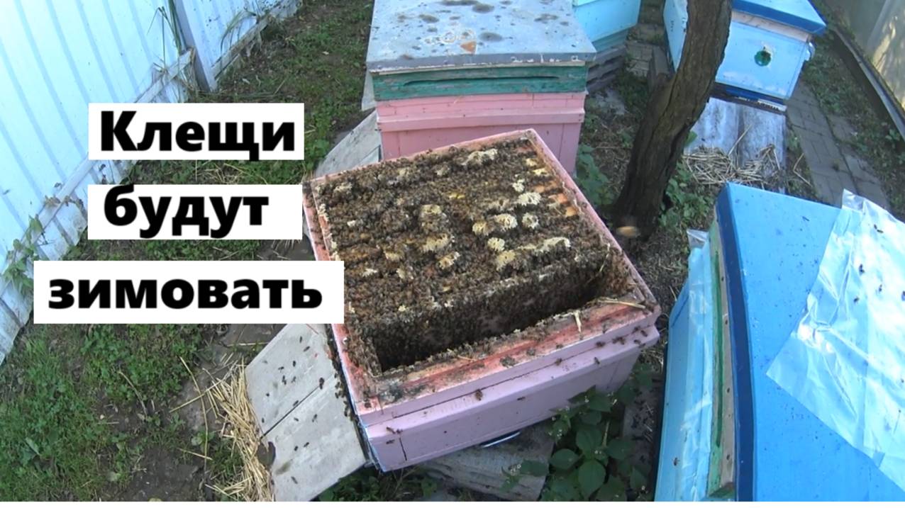 Сколько клещей Варроа допустимо иметь в пчелиных семьях ? смотреть онлайн