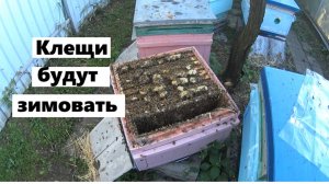 Сколько клещей Варроа допустимо иметь в пчелиных семьях ?