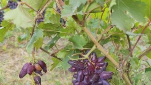 ЧАРОДЕЙКА. ДОНСКОЕ КАЗАЧЕСТВО