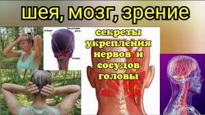 Зажатый атлантозатылочный сустав ухудшает зрение. Как освободить сосуды шеи и головы? Упражнения
