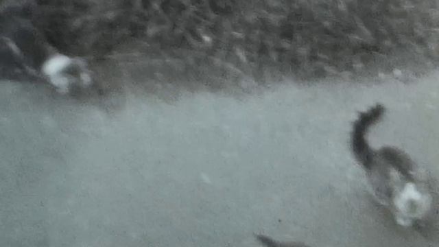 кошка с котятами на улице Чехова