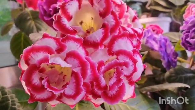 Вы только посмотрите 🙏божественно красивое цветение моих глоксиний в последний день лета 🌿 🤗😇 смотреть онлайн