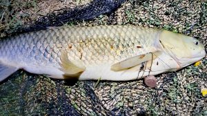 Ночной ФЛЭТ ФИДЕР и МАКУШАТНИК. #флэтфидер #рыбалка #карп #сазан #карась