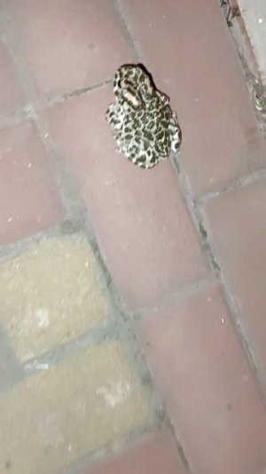 Ночь, жаба и коты 🐱😅