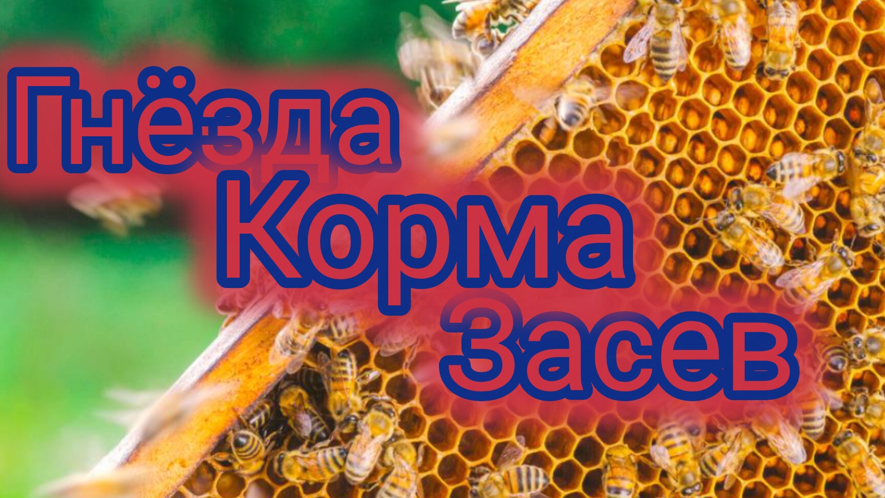 Гнёзда.Корма.Засев смотреть онлайн