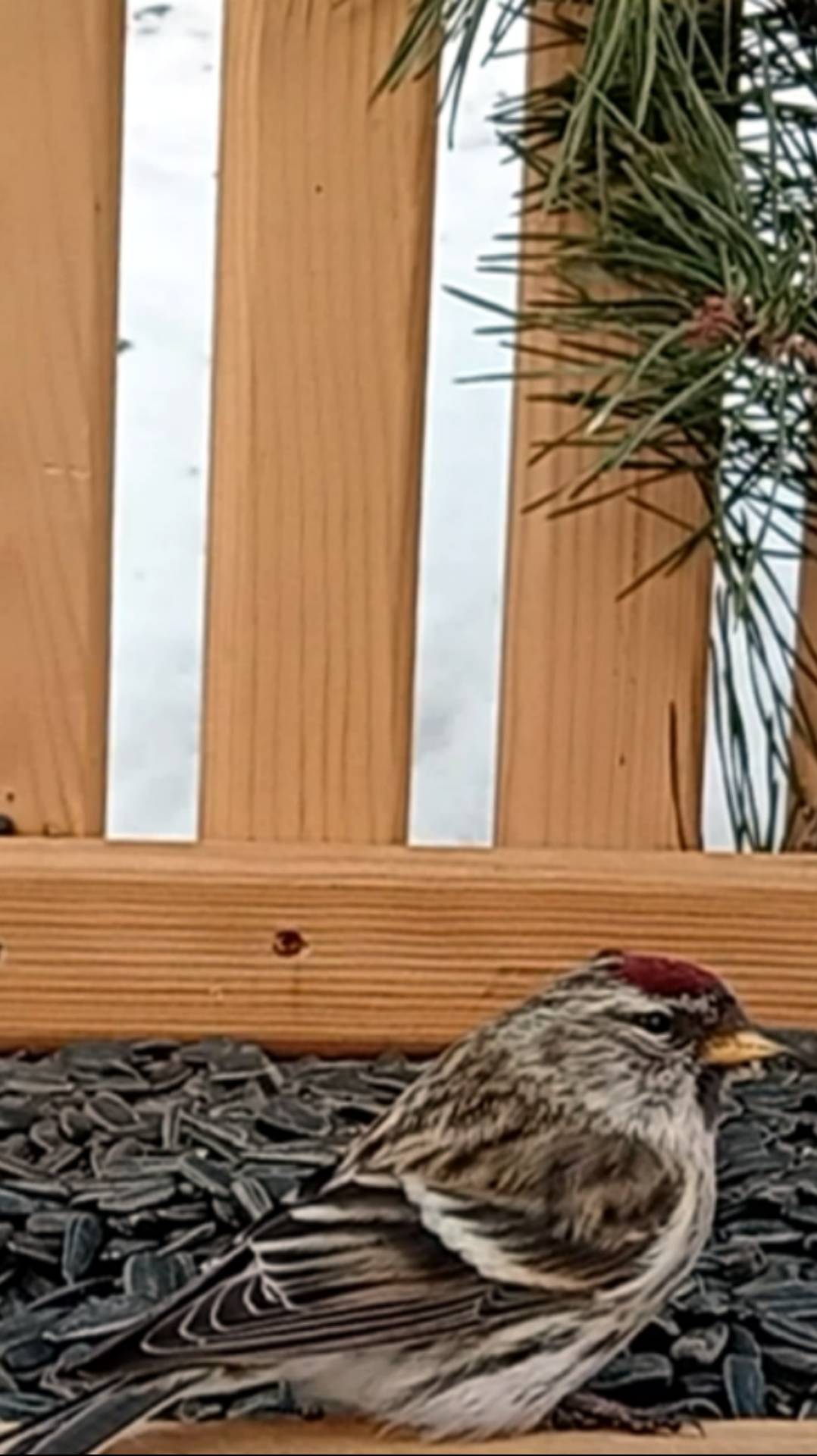 Чечётка на кормушке смотреть онлайн