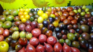 С 1 сентября начала прием заказов на семена томатов. Огородная азбука Ольги Черновой.