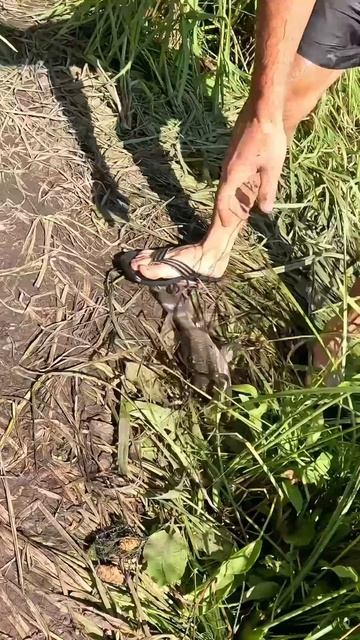 Чуть не упустили большого карася но мы не сдались поймали руками смотреть онлайн