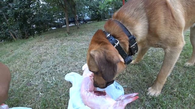 Прошел 20 км. и поел свежего кролика