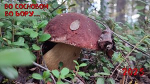 во сосновом во бору