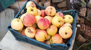 последние деньки лета наш сад