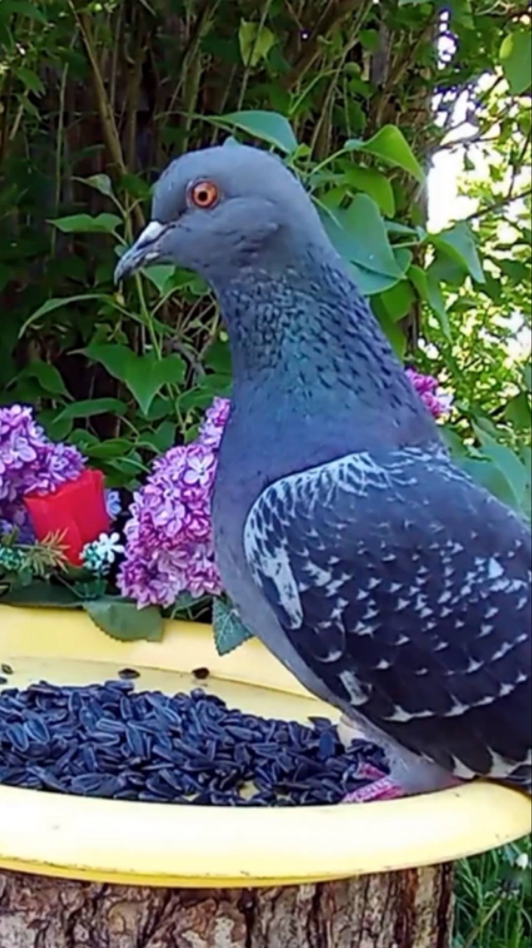 Голубь смотреть онлайн