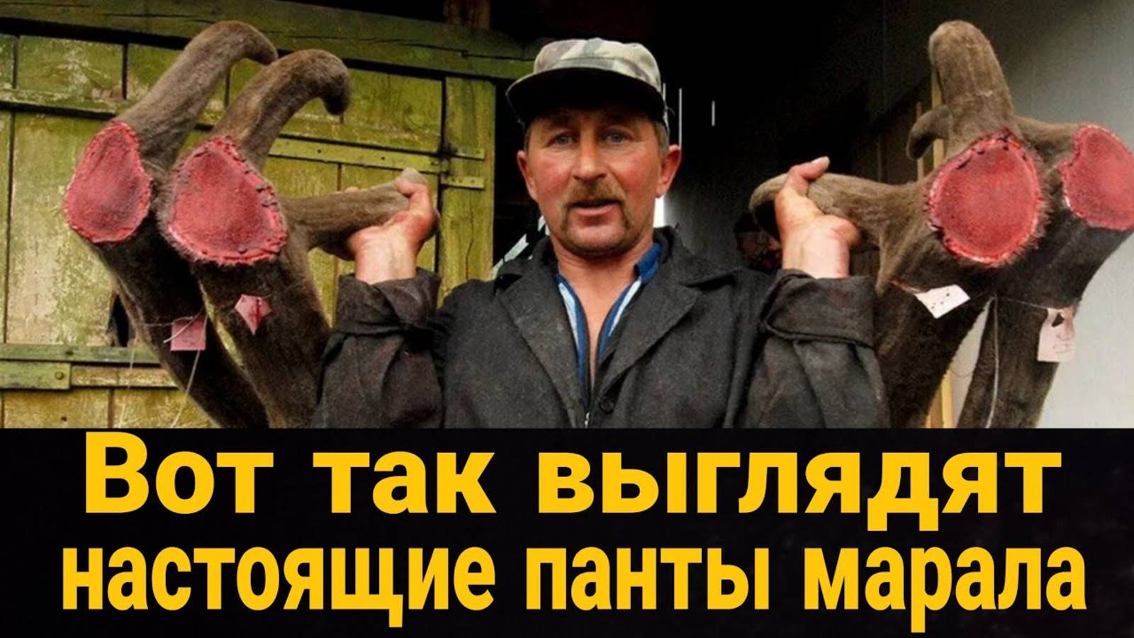 🔥 Вот так выглядят настоящие панты марала.  Панты марала для мужчин. Купить панты марала.