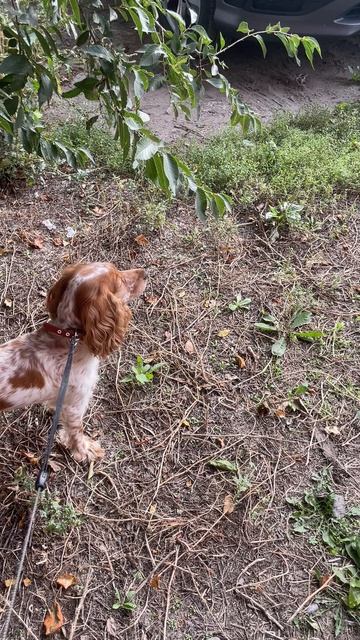 Какая умница наша Фиби, даже не обращает внимание на котиков