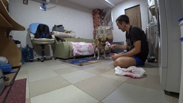 Учим команду замри. Положить лакомство на лапку