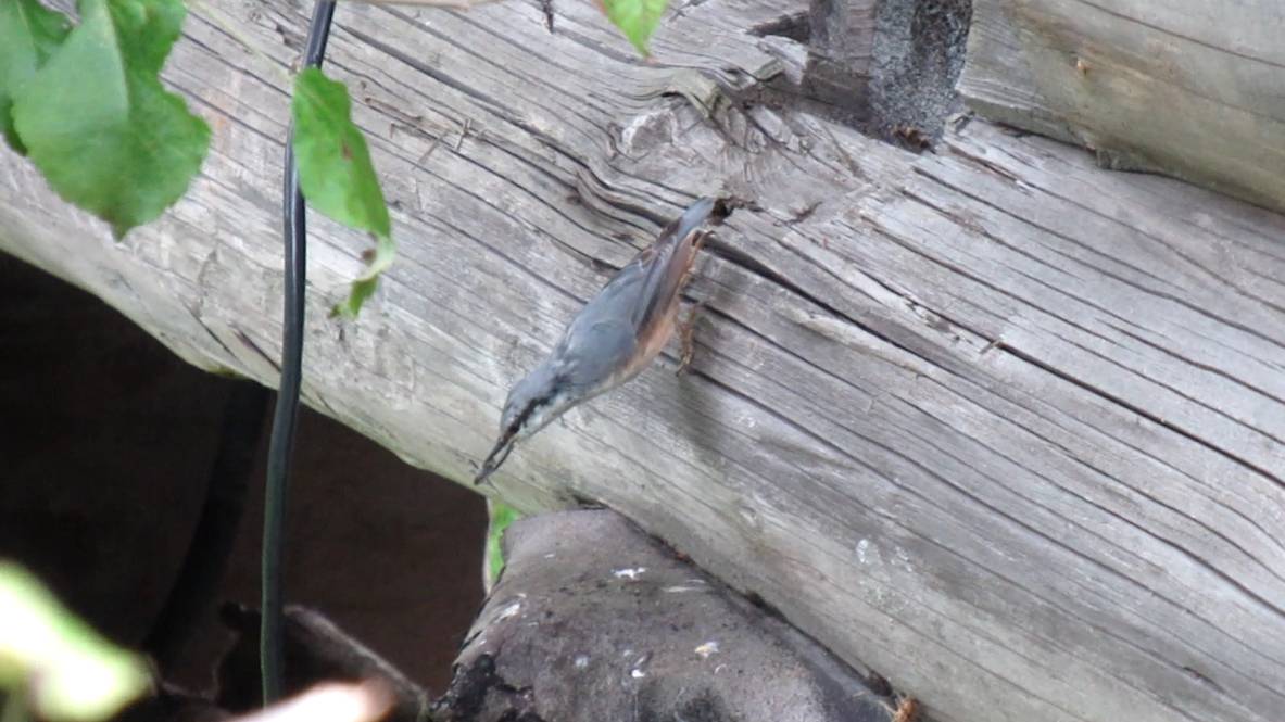 Поползень ищет, где спрятать семечку на зиму смотреть онлайн