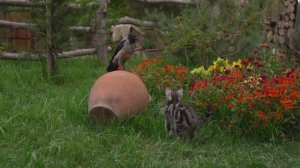 Kənd Həyatı. Сбор урожая и маринование чеснока для круглогодичного использования