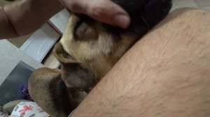 Рвота белой пеной у собаки