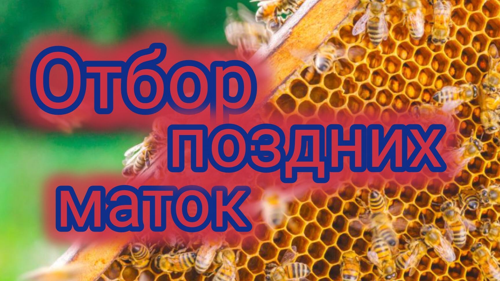 Отбор поздних маток 🐝 смотреть онлайн