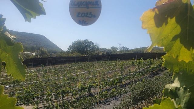 Иллария. Виноград,со вкусом- ЯБЛОКА!