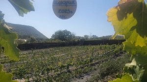 Иллария. Виноград,со вкусом- ЯБЛОКА!