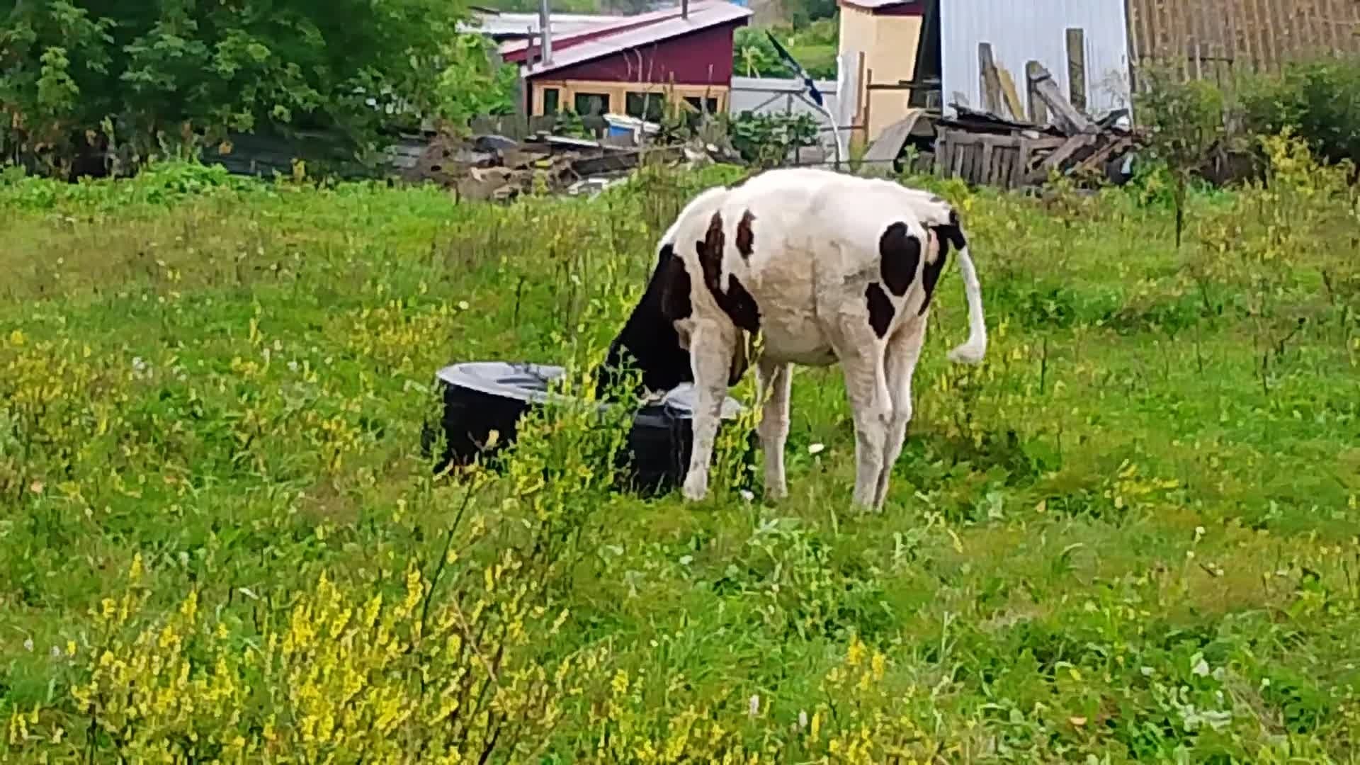 Август, пришёл с дождем, с ним и уходит! Последнее утро уходящего лета! смотреть онлайн