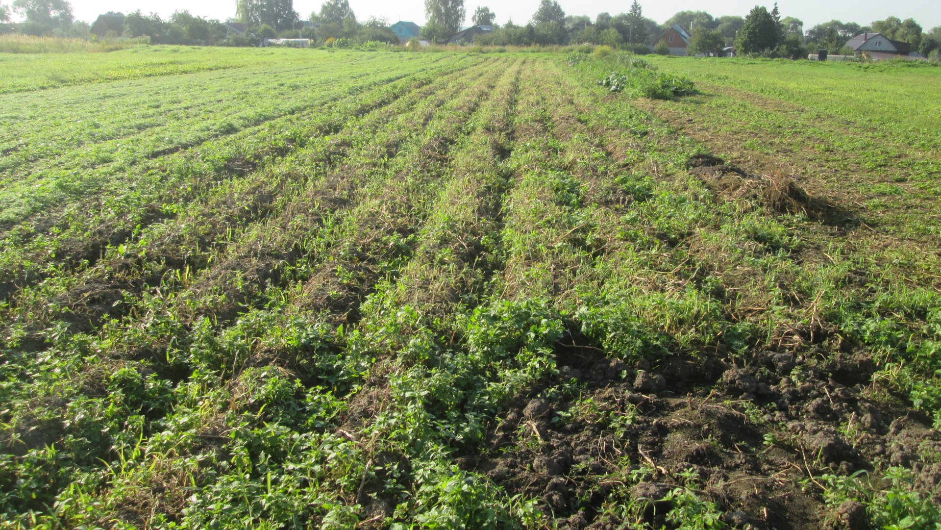 Огород в конце августа