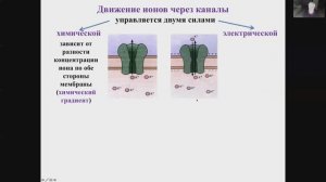Лекция 1. Нормальная физиология ЦНС и ВНД для ИПСР. Мембранные потенциалы. Кузнецова Т.Е.