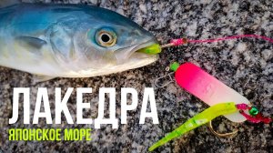 Рокфишинг. Море КИПЕЛО от ХИЩНИКА, морская рыбалка в Приморье, бухта Шепалово