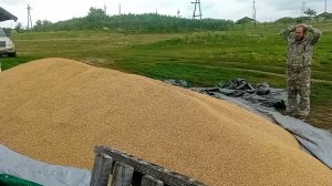Перетаскали 11 тонн зерна руками и Собрали урожай