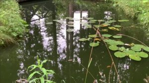 Кормим карпа КОИ гиацинтом.