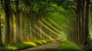 Tranquil Chill Music Mix for Soothing Morning Comfort ｜ Deep Chill Music Mix