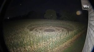 Вот так образуются круги на полях