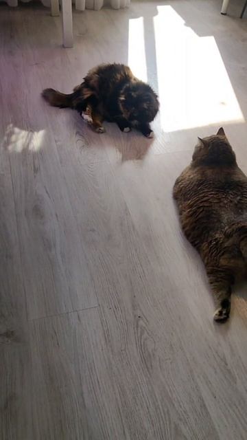 Солнышко #cat смотреть онлайн