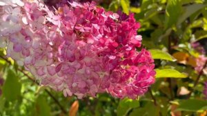 Метельчатая Гортензия Ванила Фрайз