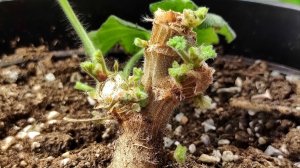 НАЛЕЙ в ГЕРАНЬ и даже коряга нарастит ПЫШНЫЙ КУСТ, как стимулировать побеги у обрезанной герани