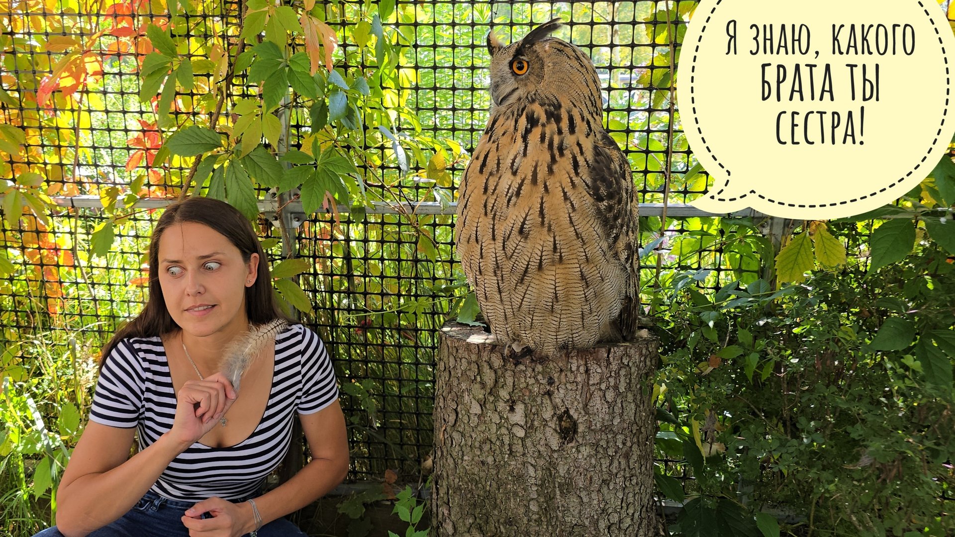 У совы Ёлки вольер красивеет, но сова не хочет делиться красотой с гостями, тырящими перья смотреть онлайн